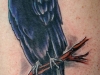 raven1-cd34bc31c69790bb600260d744a6ef145b715173